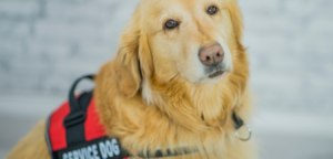 Newly Introduced Bill Would Provide Service Dogs for Veterans with PTSD